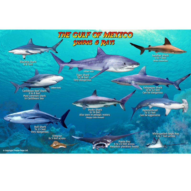 Sharks of the Gulf