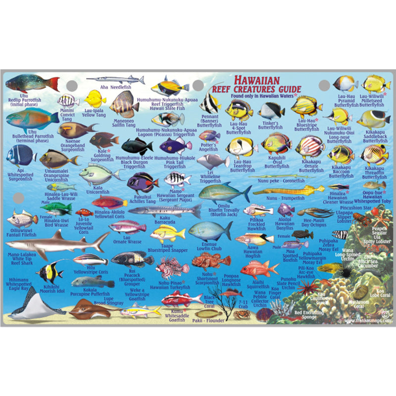 Franko Maps Lanai Hawaiian Reef Dive Creature Guide 5.5 X 8.5 Inch ...