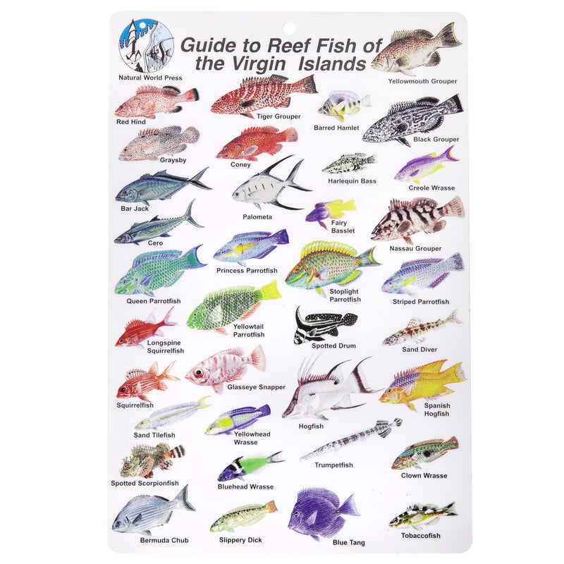 Reef Fish Of Virgin Islands – Shop709.com