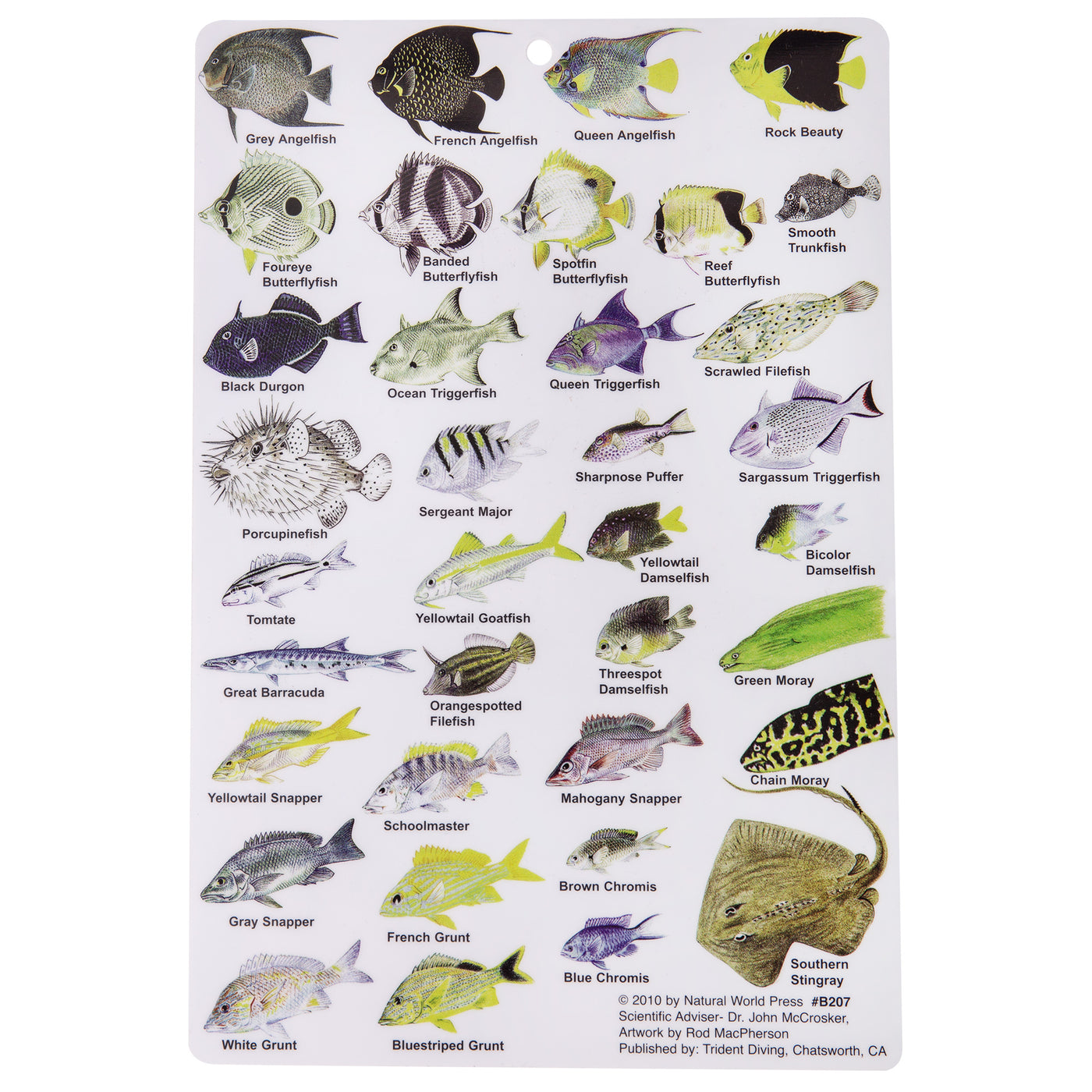 Reef Fish Of Virgin Islands – Shop709.com