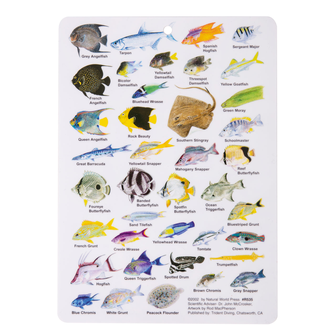 Mini Cayman Fish Card – Shop709.com