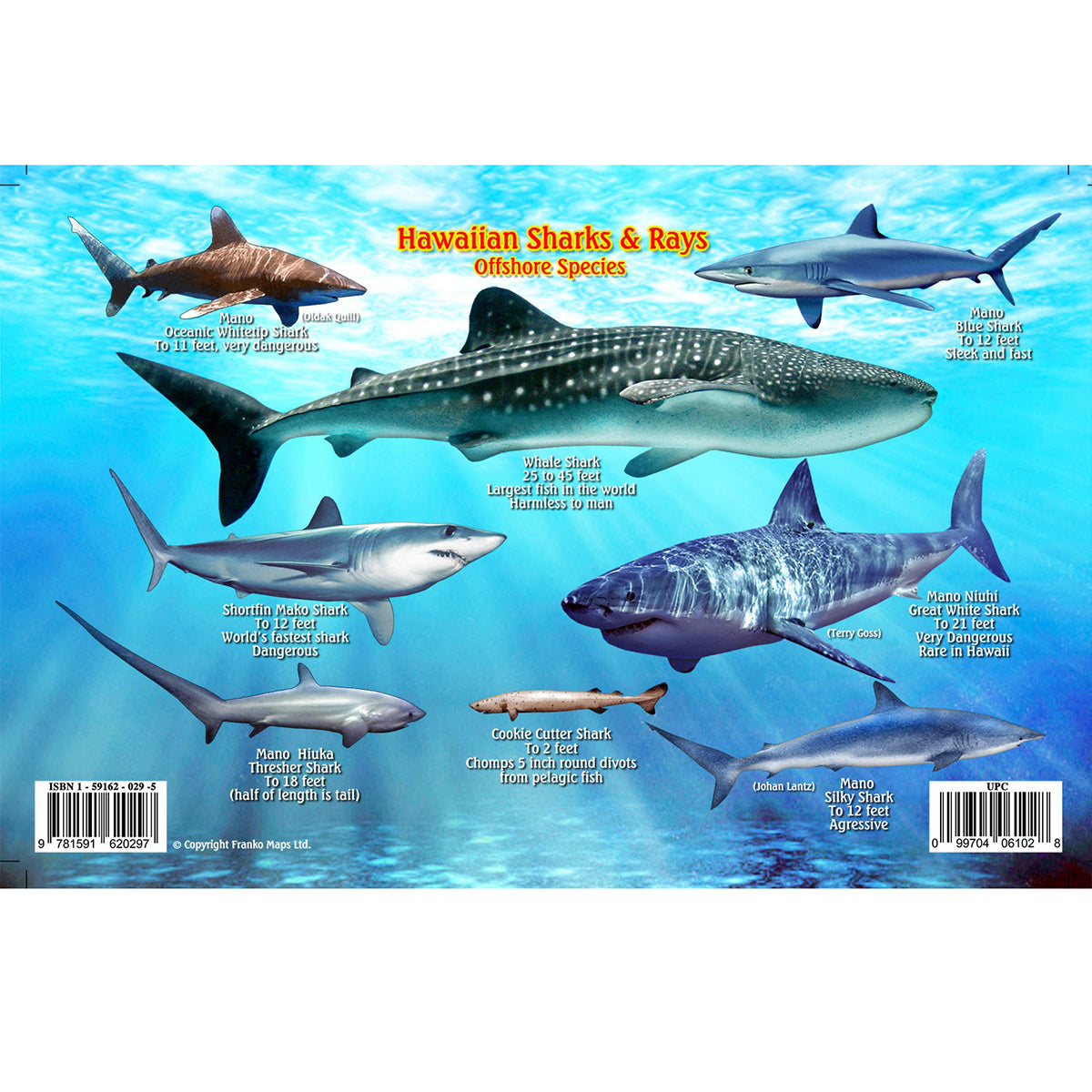 Whale Shark Dive Leggings - Divewear Collection